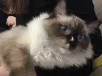 Котенок рэгдолл, фотография 6