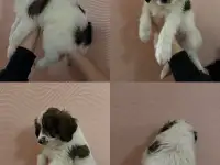 Щенки
