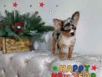 Чихуахуа мини мальчик.Эксклюзив., фотография 8