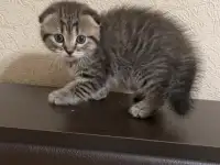 Шотландские котята, фотография 2