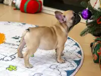 Французский бульдог девочка, фотография 4