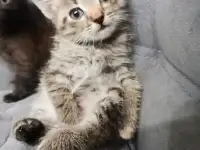 Отдам в добрые руки котят, фотография 4
