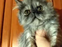 Персидский мальчик Зайчик. Персы. Котята., фотография 5