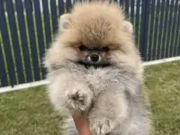 Померанский шпиц,мальчики, фотография 4