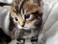Котята помесь папа Мейн-Кун мама Шотландская скоттиш-страйт, фотография 5