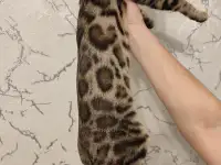 Бенгальский котенок мальчик, фотография 2