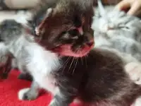 Котята мейн кун, фотография 7