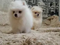 Щенки шпица девочки
