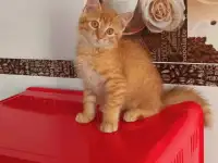 Рыжее солнышко ищет дом!, фотография 3