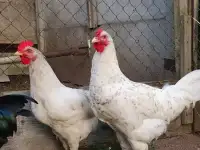 Молодые петухи, фотография 3