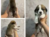 Щенки метисы корги, фотография 4