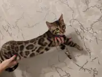 Бенгальский котенок мальчик, фотография 6