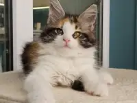 Котенок мейн кун из питомника