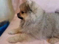 Щенки шпица