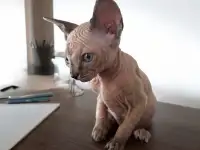 Котята канадского сфинкса, фотография 5