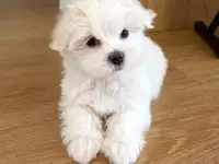 Щенок мальтийской болонки, фотография 3