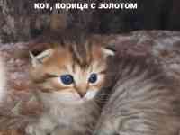 Шотланские и хайленд фолд котята, фотография 2