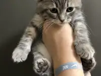 Шотландские вислоухие котята, фотография 8