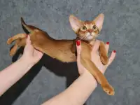 Котята, фотография 12