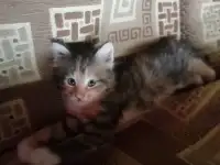 Котята в дар, фотография 3