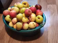яблоки дачные летние-осенние сорта