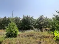 Сдам в аренду сад кустарников фундука, фотография 5