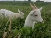 Продоется коза дойная 4 года. и две козочки февральские., фотография 2