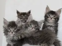 Котята мейн-кун!, фотография 4