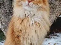 Кошка Лиза