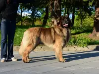 Щенки Леонбергер, фотография 8