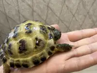 Сухопутные черепашки