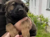 Щенки немецкой овчарки