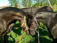 Обучение верховой езде, фотография 3