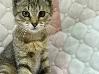 Котята 3-4 месяца, фотография 4