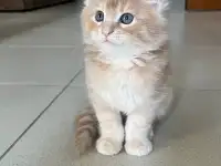 Котята, фотография 8