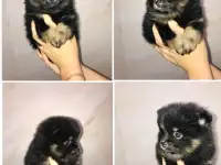Щенки Шпица Мини, фотография 10