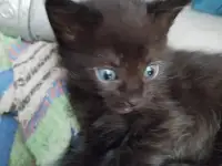 Отдам котят в добрые руки, фотография 2