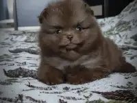 Померанский шпиц, щенки. Мини мишки, фотография 4