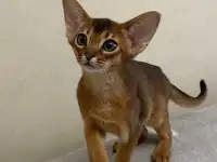 Абиссинские котята, фотография 2