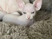 Котята канадского сфинкса, фотография 6
