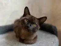 Котята европейской бурмы, фотография 8