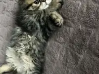 Продам персидских котят, фотография 2