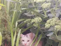 МОЛОДОЙ, БЕЛОСНЕЖНЫЙ КОТИК С ГУСТОЙ РОСКОШНОЙ ШЕРСТКОЙ В ДОБРЫЕ РУКИ!!!, фотография 6