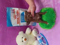 Мини чихуахуа