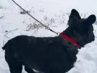 Французский бульдог девочка (Флаффи), фотография 2