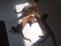 Абиссинские котята из питомника, фотография 3