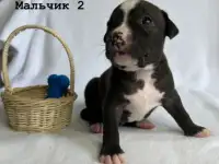 Щенки амстафа, фотография 8