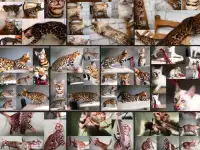 Бенгальские котята мальчики и девочки разного возраста и окраса, фотография 1