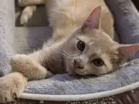 Котенок мальчик 5-6 месяцев даром, фотография 2