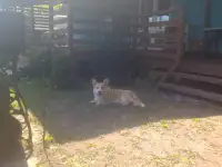 Вязка корги вельш-пемброк
